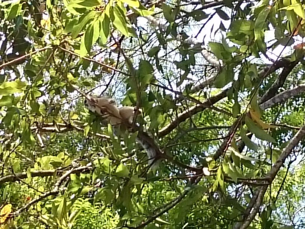 Isanka Lion Sigiriya